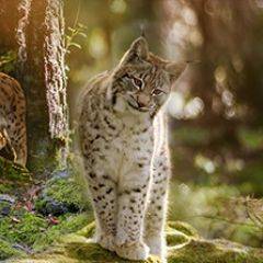Кухонный фартук Фауна 004 МДФ матовый (3000) Fauna в Кургане - kurgan.mebel24.online | фото