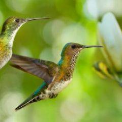 Кухонный фартук Фауна 006 МДФ матовый (3000) Fauna в Кургане - kurgan.mebel24.online | фото