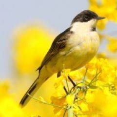 Кухонный фартук Фауна 011 МДФ матовый (3000) Fauna в Кургане - kurgan.mebel24.online | фото