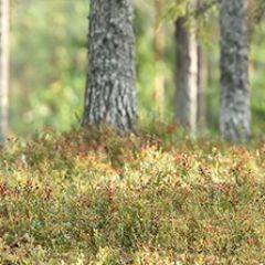 Кухонный фартук Фауна 023 МДФ матовый (3000) Fauna в Кургане - kurgan.mebel24.online | фото