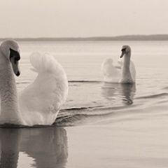 Кухонный фартук Фауна 029 МДФ матовый (3000) Fauna в Кургане - kurgan.mebel24.online | фото