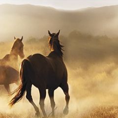 Кухонный фартук Фауна 032 МДФ матовый (3000) Fauna в Кургане - kurgan.mebel24.online | фото