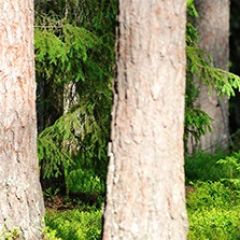 Кухонный фартук Фауна 033 МДФ матовый (3000) Fauna в Кургане - kurgan.mebel24.online | фото