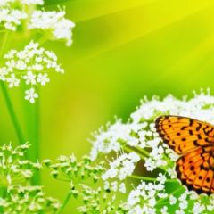 Кухонный фартук Фауна 036 МДФ матовый (3000) Fauna в Кургане - kurgan.mebel24.online | фото