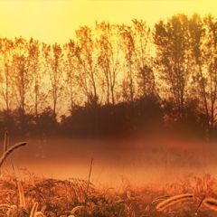 Кухонный фартук Фауна 037 МДФ матовый (3000) Fauna в Кургане - kurgan.mebel24.online | фото