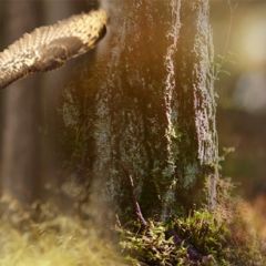 Кухонный фартук Фауна 038 МДФ матовый (3000) Fauna в Кургане - kurgan.mebel24.online | фото