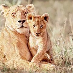 Кухонный фартук Фауна 042 МДФ матовый (3000) Fauna в Кургане - kurgan.mebel24.online | фото