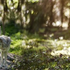 Кухонный фартук Фауна 046 МДФ матовый (3000) Fauna в Кургане - kurgan.mebel24.online | фото