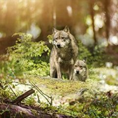 Кухонный фартук Фауна 047 МДФ матовый (3000) Fauna в Кургане - kurgan.mebel24.online | фото