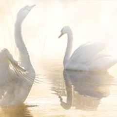 Кухонный фартук Фауна 048 МДФ матовый (3000) Fauna в Кургане - kurgan.mebel24.online | фото
