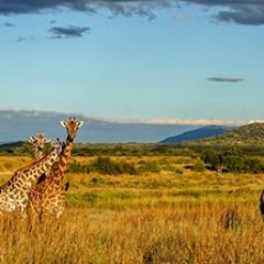 Кухонный фартук Фауна 061 МДФ матовый (3000) Fauna в Кургане - kurgan.mebel24.online | фото