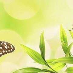 Кухонный фартук Цветы 028 МДФ матовый (3000) Flowers в Кургане - kurgan.mebel24.online | фото