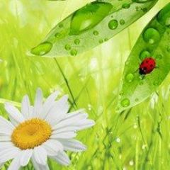 Кухонный фартук Цветы 032 МДФ матовый (3000) Flowers в Кургане - kurgan.mebel24.online | фото