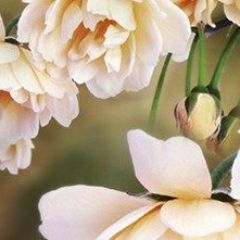 Кухонный фартук Цветы 066 МДФ матовый (3000) Flowers в Кургане - kurgan.mebel24.online | фото