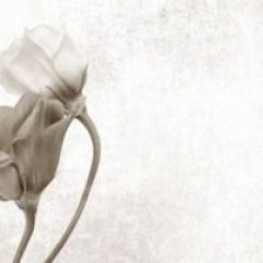 Кухонный фартук Цветы 069 МДФ матовый (3000) Flowers в Кургане - kurgan.mebel24.online | фото