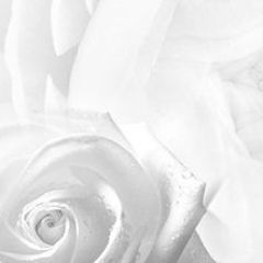 Кухонный фартук Цветы 217 МДФ матовый (3000) Flowers в Кургане - kurgan.mebel24.online | фото
