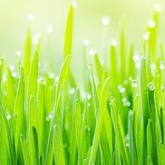 Кухонный фартук Цветы 290 МДФ матовый (3000) Flowers в Кургане - kurgan.mebel24.online | фото