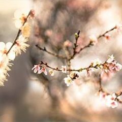 Кухонный фартук Цветы 317 МДФ матовый (3000) Flowers в Кургане - kurgan.mebel24.online | фото