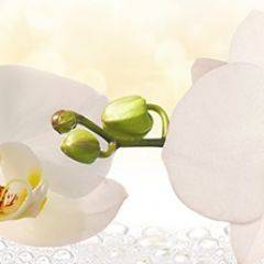 Кухонный фартук Цветы 328 МДФ матовый (3000) Flowers в Кургане - kurgan.mebel24.online | фото